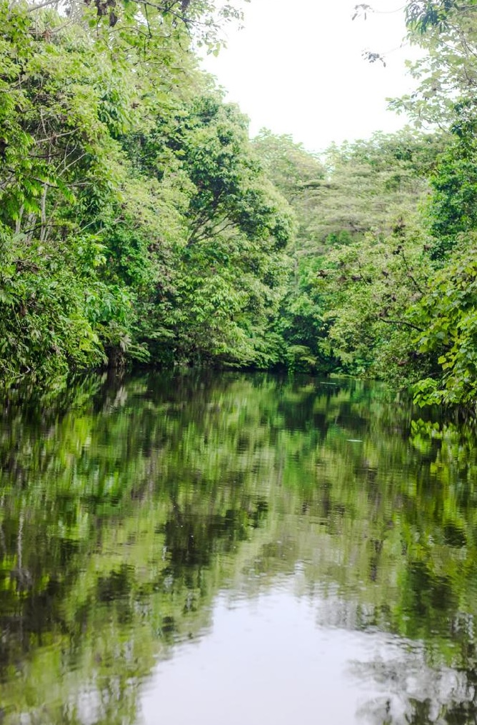 Calm jungle river bordered by dense green trees, their reflection mirrored in the water